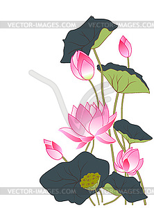 Flowers and lotus leaves - vector clipart