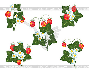 Flowers leaves and berries of strawberry - color vector clipart