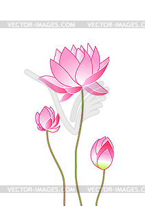 Pink lotus flowers - vector image
