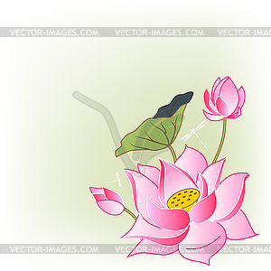 Pink lotus flowers - vector clip art