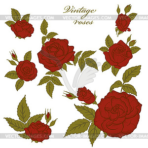 Red roses set - vector image