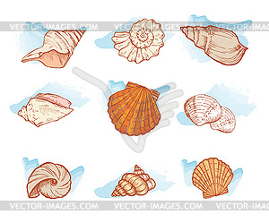 Sea shells set - vector clipart