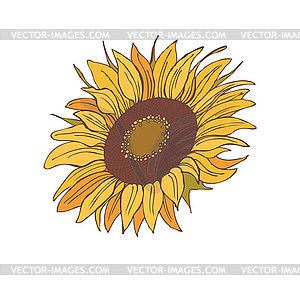 Sunflower - vector image