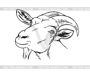 Black and white head of goat - vector image