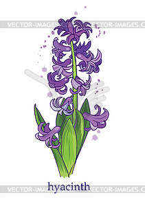 Фиолетовый гиацинт весенний цветок - стоковое векторное изображение