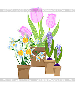 Spring bulbous flowers in pots - vector clipart