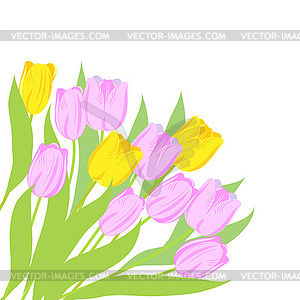 Pink and yellow tulips - vector image