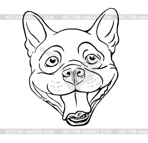 Boston terrier portrait - royalty-free vector image