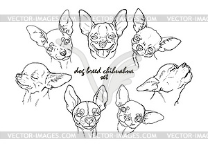 Dog breed chihuahua set - vector image