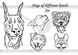 Portraits of dogs of different breeds - vector image