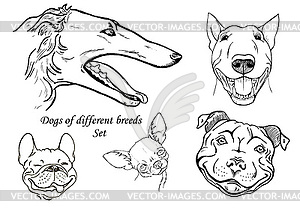Portraits of dogs of different breeds - vector clipart