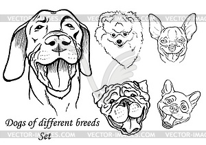 Portraits of dogs of different breeds - vector image