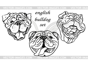 Portraits of english bulldogs - vector image