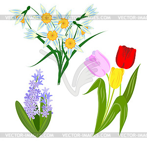 Spring flowers, daffodils, tulips and hyacinths - color vector clipart