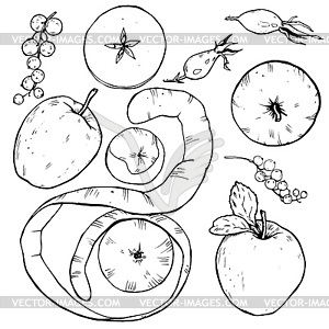 Apples whole and cut into slices, berries and spices - vector image