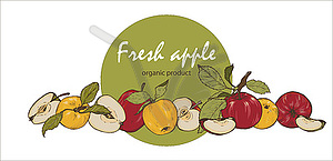 Colorful fresh apples, whole, cut in half and into - vector clipart