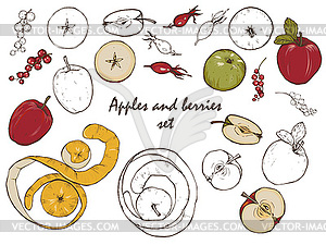 Apples, spices and berries set - vector image