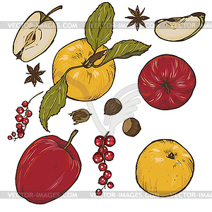 Apples, spices and berries set - stock vector clipart