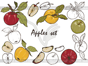 Apples, spices and berries set - vector image