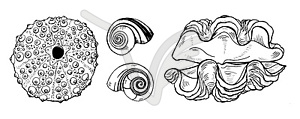 Sea shells and sea urchin shell - vector clip art