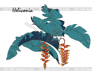 Leaves and flowers of Heliconia tropical plant - vector clipart