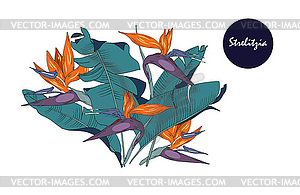 Flowers and leaves of strelitzia - vector clipart