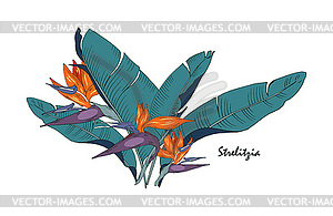 Flowers and leaves of strelitzia - vector image