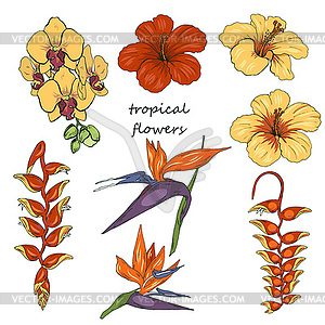 Тропические цветы, орхидеи, гибискус, геликония и - векторизованное изображение