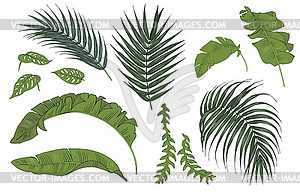 Tropical plant leaves, color set - vector clip art