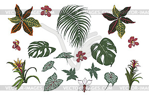 Tropical plant leaves and flowers, set - vector image