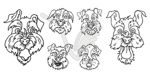 Dogs of Scottish Terrier breed faces with - vector clipart