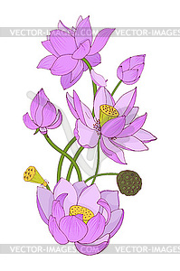 Flowers and buds of pink Lotus composition - vector image