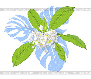 Plumeria, tropical plant with fragrant flowers - vector image