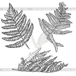 Fern leaves set, monochrome - vector clipart