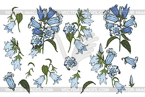 Bluebells flowers, set - vector clipart