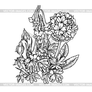 Flowering crested and primrose, black and white - vector image