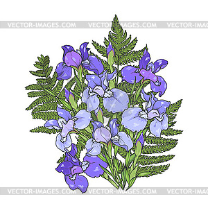Фиолетовые и синие ирисы и листья папоротника - клипарт в формате EPS