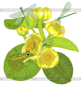 Yellow water Lily flowers and leaves, dragonfly - color vector clipart