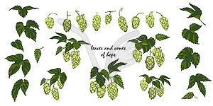 Hop leaves and cones set of elemets - vector EPS clipart