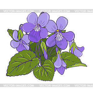 Bush of spring forest violets - vector clipart