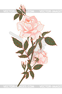 Branch of pink rose - vector clipart