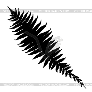 Fern silhouette - vector image