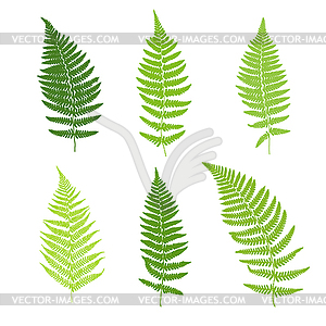Set of fern frond silhouettes - royalty-free vector image
