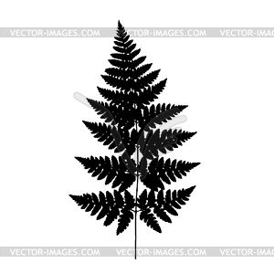 Fern frond black silhouette. . Forest concept - vector clip art