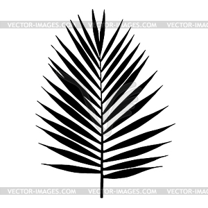 Palm leaf silhouette. . Tropical leaves - vector clipart