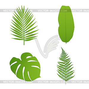 Set of tropical leaves. Palm,banana,fern,monstera.  - vector image