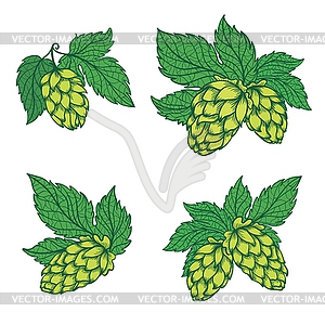 Detailed Hops Sketch Icons - vector image