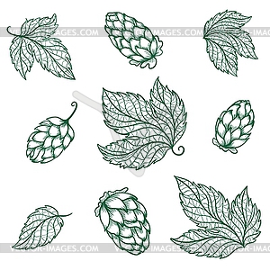 Detailed Hops Sketch Icons - vector clipart