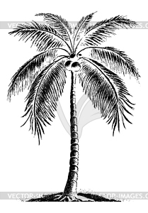 Palm tree in black and white colors, scratched, or - vector clipart