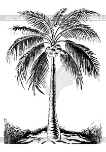 Palm tree in black and white colors, scratched, or - vector image